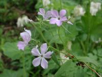 Creeping-Phlox-(Phlox-Divaricata)-05-2000 Thumbnail